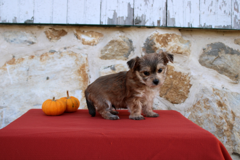 puppy, for, sale, Morkie, Matthew B. Stoltzfus, dog, breeder, Gap, PA, dog-breeder, puppy-for-sale, forsale, nearby, find, puppyfind, locator, puppylocator, aca